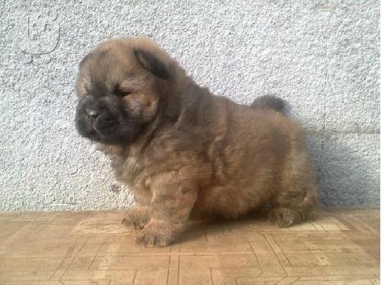 Labrador καθαροαιμα κουταβακια απο γονεις με pedigree ΑΘΗΝΑ (6979314054)...